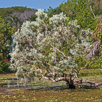 Swamp Tree