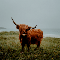 The Scottish Highland Coo