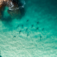 The Shiver of Sharks