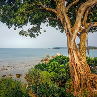 Tree on the Beach 2