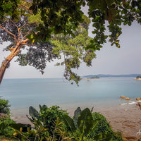 Tree on the Beach