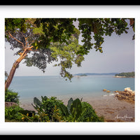 Tree on the Beach