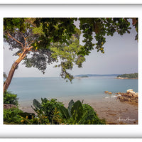 Tree on the Beach