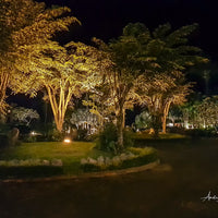 Trees at Night