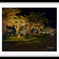 Trees at Night