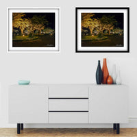 Trees at Night