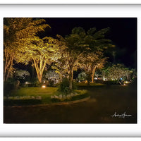 Trees at Night