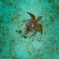 Turtle in Indonesia