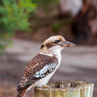 Kookaburra Waiting for His Mates