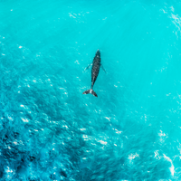 Whale of a Time
