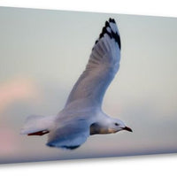 Bird In Flight