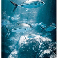 Rays