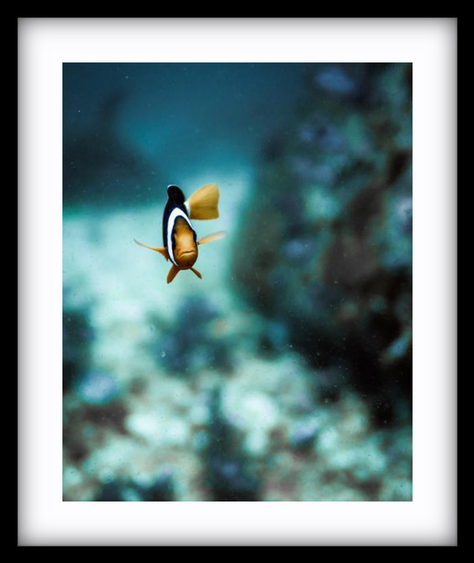Marlin