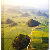 Canola Fields