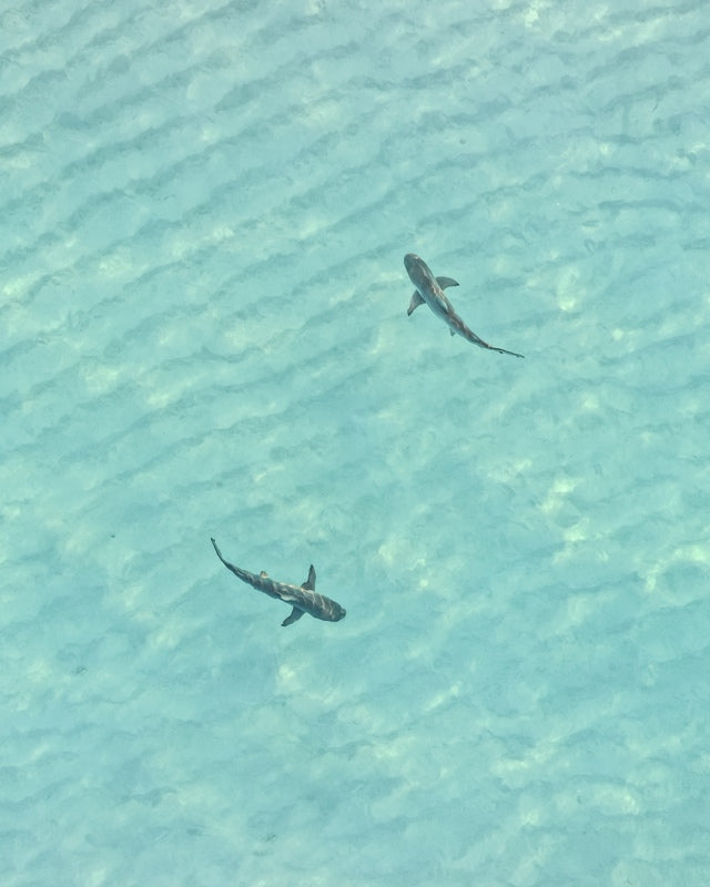 cruising reef sharks