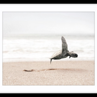 Taking Flight