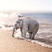 Beachedas