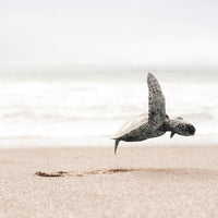Taking Flight