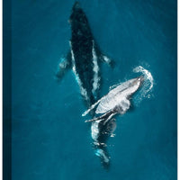Gentle Giants