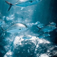 Rays