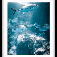Rays