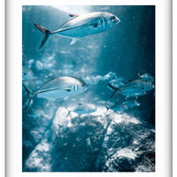 Rays
