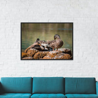 Ducks