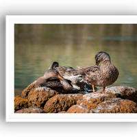 Ducks