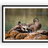 Ducks