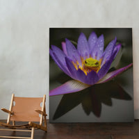 Water Lily resident tree frog