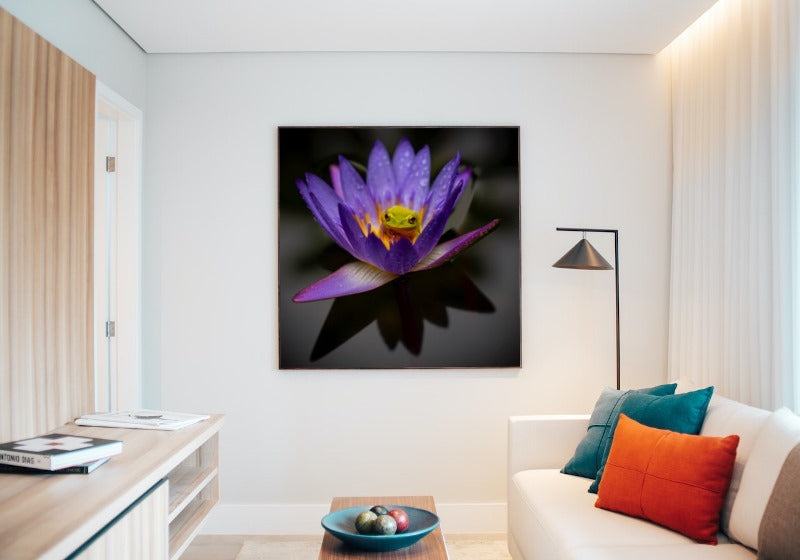 Water Lily resident tree frog