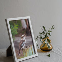 Kookaburra Waiting for His Mates