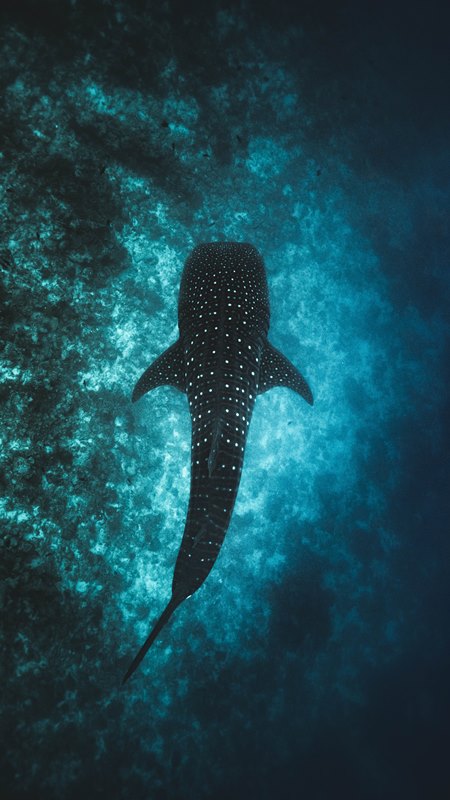 Whaleshark in Blue