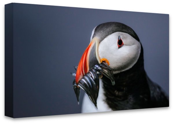Puffin portrait, Iceland - 4