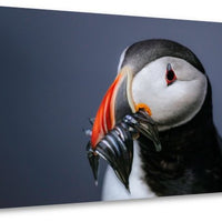 Puffin portrait, Iceland - 4
