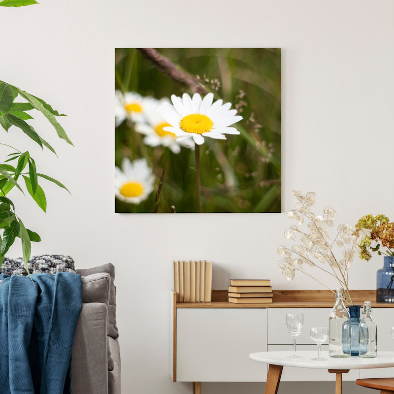 Forest Daisy