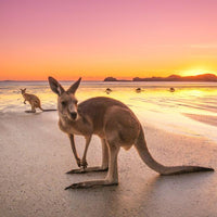 Mackay Kangaroo Sunrise - 1