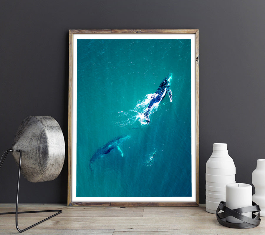 2 whales and dolphin in Australia - 2