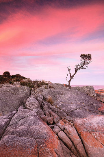 Lone Tree, Bay of Fires, Tasmania - 1