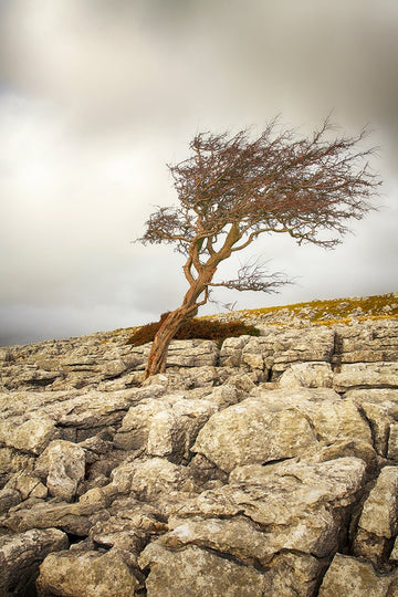 Lone Tree on Limestone Pavement, Yorkshire Dales, England - 1