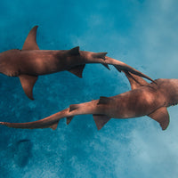 Infinity beneath the waves - 1