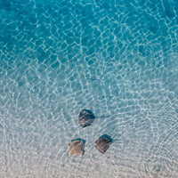 The tidal trio - 1