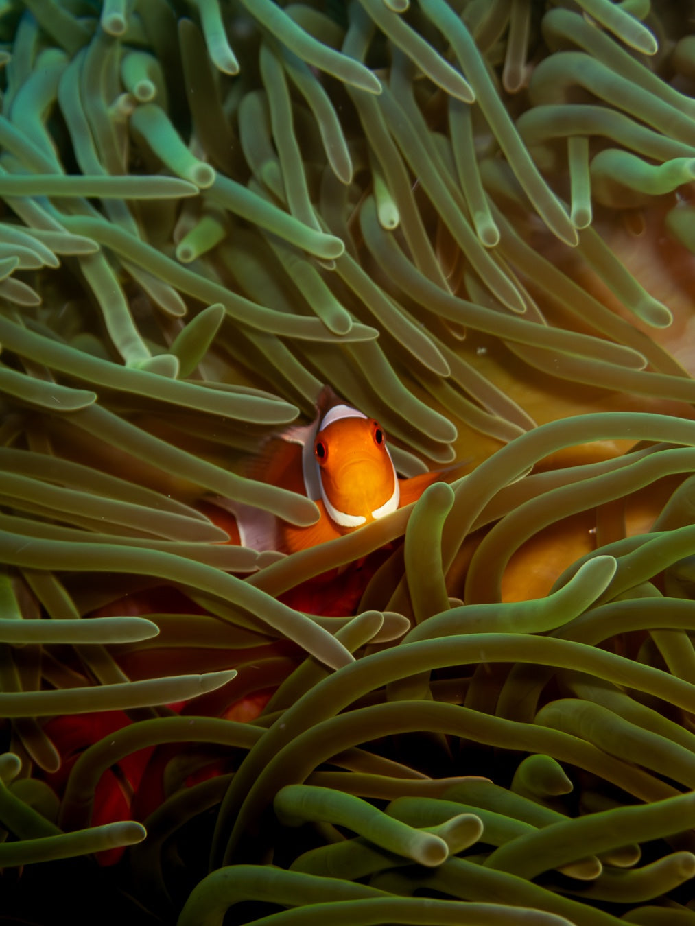 Underwater Standoff - 1