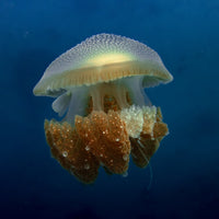 Lost in the deep - 1