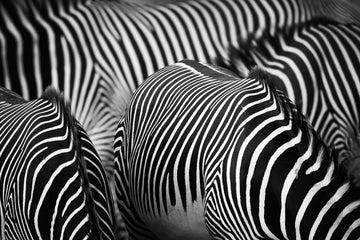 Zebra abstract - 1
