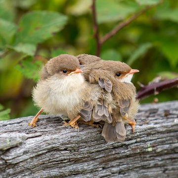 Baby superb fairy-wrens - 1