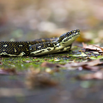 Diamond python - 1