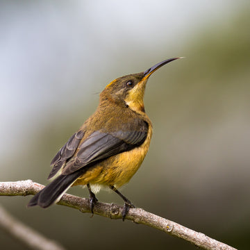 Eastern spinebill - 1