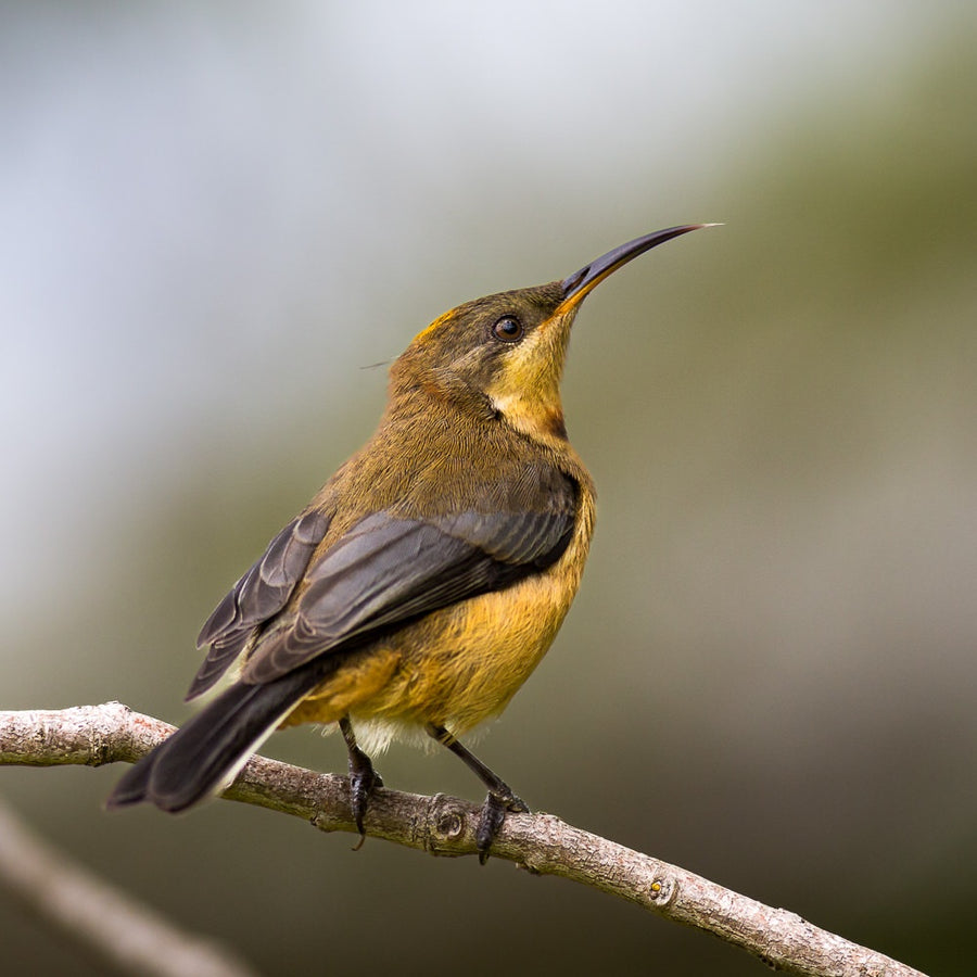 Eastern spinebill - 1