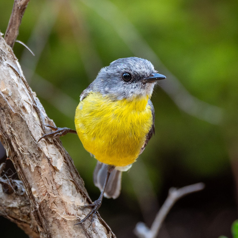 Eastern yellow robin - 1